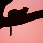 sunsetmasaimara-26