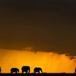 sunsetmasaimara-4