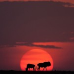 sunsetmasaimara-8