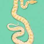 Albino Burmese Python - Python bivittatus Albino Burmese Python - Python bivittatus