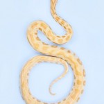 Albino Burmese Python - Python bivittatus2 Albino Burmese Python - Python bivittatus2