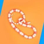 Albino Nelsons Milk Snake - Lampropeltis triangulum nelsoni2 Albino Nelsons Milk Snake - Lampropeltis triangulum nelsoni2