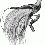 Animals5