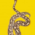 Ball Python - Python regis Ball Python - Python regis
