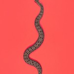 Berg Adder - Bitis atropos Berg Adder - Bitis atropos