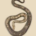 Burmese Python - Python bivittatus Burmese Python - Python bivittatus
