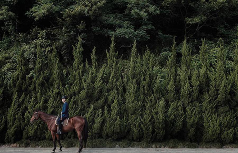 China Life Photography – Horse Year