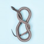 Common File Snake - Gonionotophis capensis capensi3 Common File Snake - Gonionotophis capensis capensi3