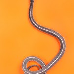 Common File Snake - Gonionotophis capensis capensis Common File Snake - Gonionotophis capensis capensis