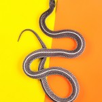 Common File Snake - Gonionotophis capensis capensis2 Common File Snake - Gonionotophis capensis capensis2