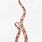 Copperhead - Agkistrodon contortrix Copperhead - Agkistrodon contortrix