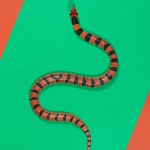 Coral Snake - Aspidelaps lubricus lubricus Coral Snake - Aspidelaps lubricus lubricus