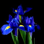 Flowers Opening Timelapse2