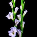 Flowers Opening Timelapse3