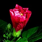 Flowers Opening Timelapse4