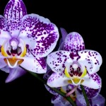 Flowers Opening Timelapse5
