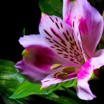 Flowers Opening Timelapse6