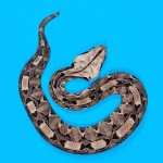 Gaboon Viper - Bitis gabonica Gaboon Viper - Bitis gabonica