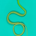GreenMamba - Dendroaspis angusticeps 2 GreenMamba - Dendroaspis angusticeps 2