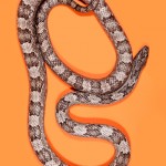 Grey Rat Snake - Pantherophis spiloides Grey Rat Snake - Pantherophis spiloides