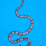 Grey banded king snake - Lampropeltis alterna Grey banded king snake - Lampropeltis alterna