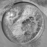 Hand Cut Paper Microbes by Rogan Brown1