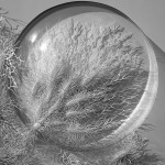 Hand Cut Paper Microbes by Rogan Brown5
