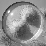 Hand Cut Paper Microbes by Rogan Brown6