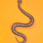 Horned Adder - Bitis caudalis Horned Adder - Bitis caudalis