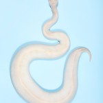 Ivory Ball Python - Python regius Ivory Ball Python - Python regius