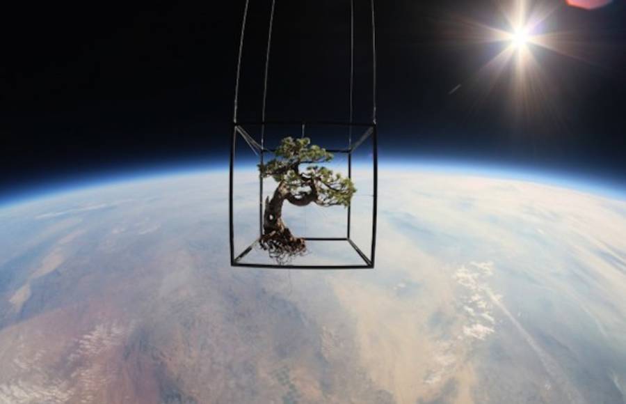 Plants in Stratosphere