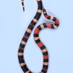 Puebian Milk Snake - Lampropeltis triangulum campbelli Puebian Milk Snake - Lampropeltis triangulum campbelli