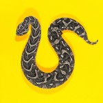 Puff Adder - Bitis arientans Puff Adder - Bitis arientans