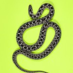 Rhombic Egg Eater - Dayspeltis scabra Rhombic Egg Eater - Dayspeltis scabra