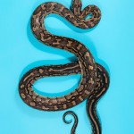 Southern African Rock Python - Python natalensis Southern African Rock Python - Python natalensis