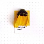 Tiny Objects Pantone
