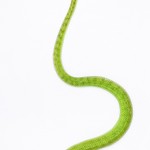 White lipped tree viper - Trimeresurus albolabris White lipped tree viper - Trimeresurus albolabris