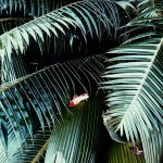 leafy01