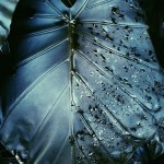 leafy02
