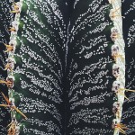 leafy03