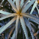 leafy05