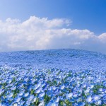 nemophilas-field-hitachi-seaside-park-0