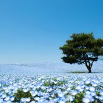 nemophilas-field-hitachi-seaside-park-1