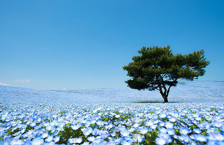 Fields of Blue Flowers in Japan