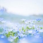 nemophilas-field-hitachi-seaside-park-10