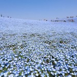 nemophilas-field-hitachi-seaside-park-2