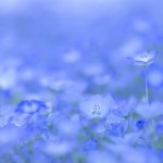nemophilas-field-hitachi-seaside-park-3