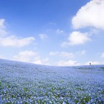 nemophilas-field-hitachi-seaside-park-4