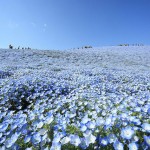 nemophilas-field-hitachi-seaside-park-5