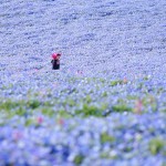 nemophilas-field-hitachi-seaside-park-8